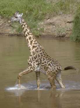 Girafe